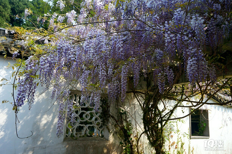 九峰公园报春园花事