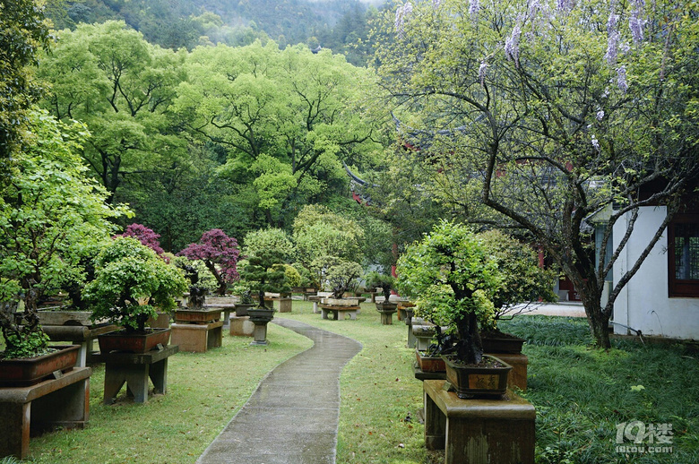 九峰公园报春园花事