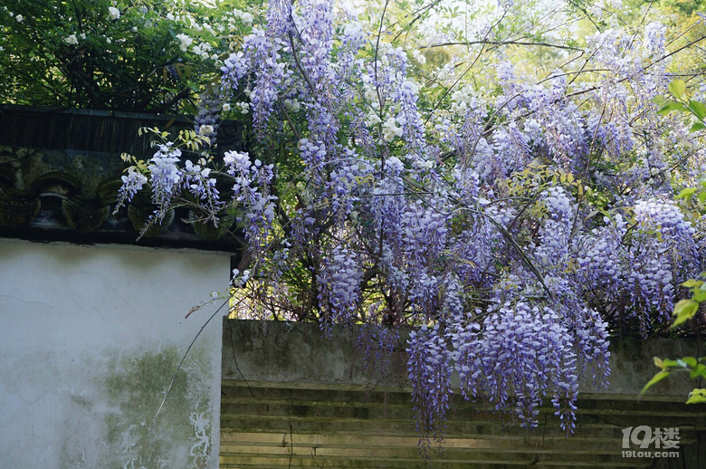 九峰公园报春园花事