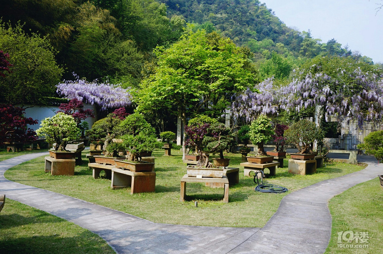 九峰公园报春园花事