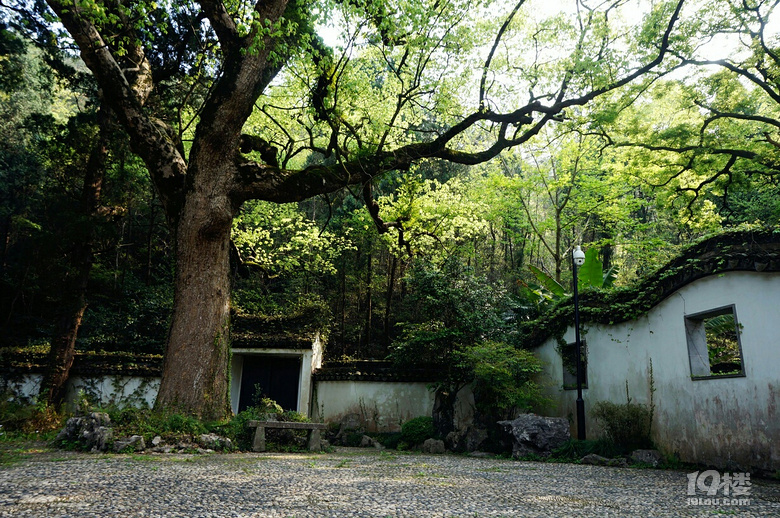 九峰公园报春园花事