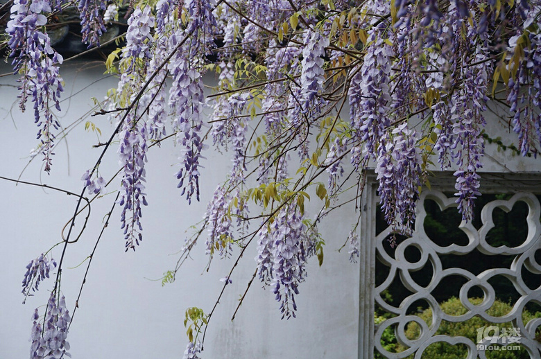 九峰公园报春园||花事