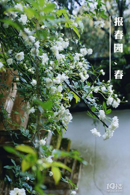 九峰公园报春园花事