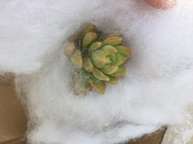 Ư���������ǣ��ٺ��������ǵ�������