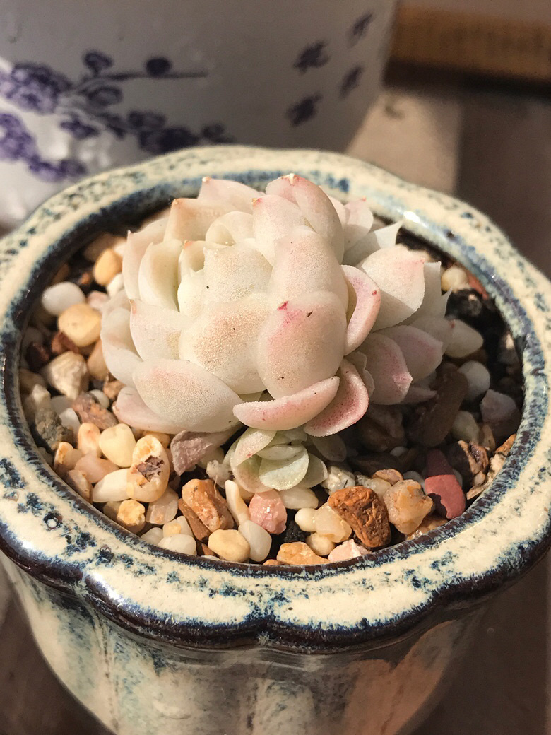 ���ں���ļ�ֵ��ϲ����ı���