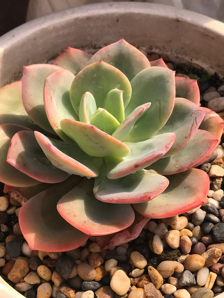 ���ں���ļ�ֵ��ϲ����ı���