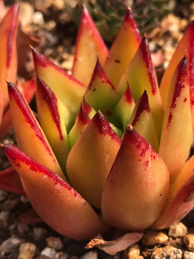 ���ں���ļ�ֵ��ϲ����ı���