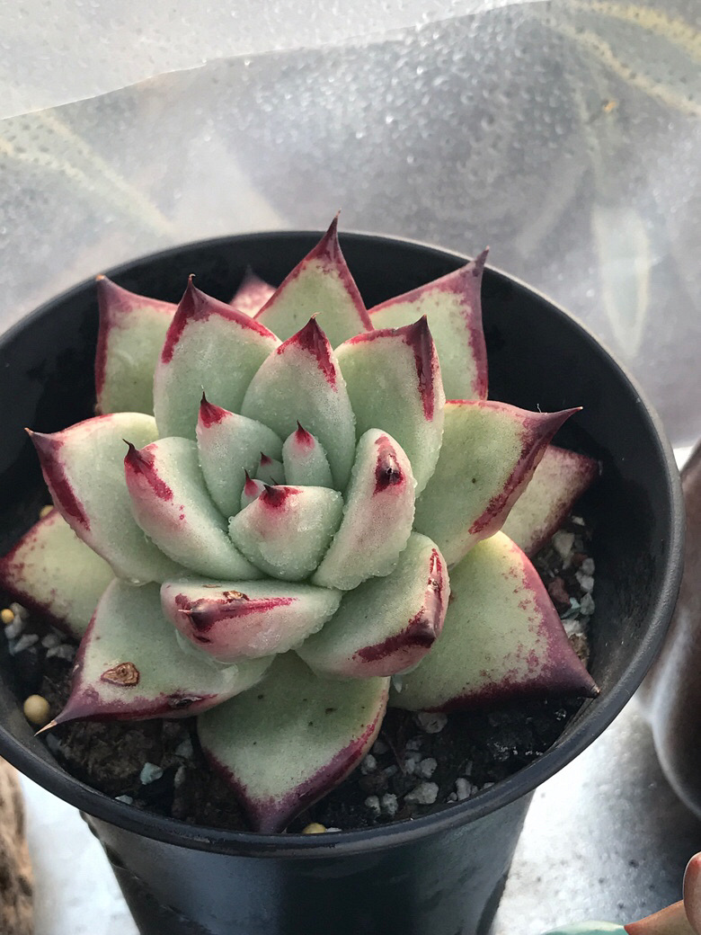 ���ں���ļ�ֵ��ϲ����ı���