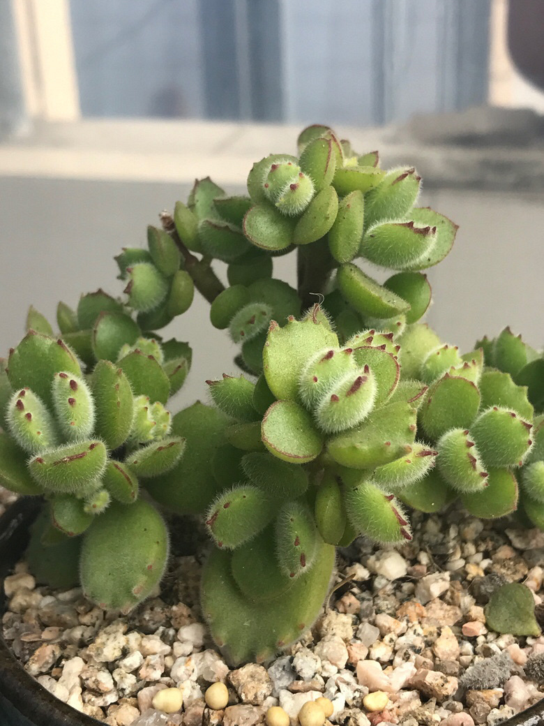 ���ں���ļ�ֵ��ϲ����ı���