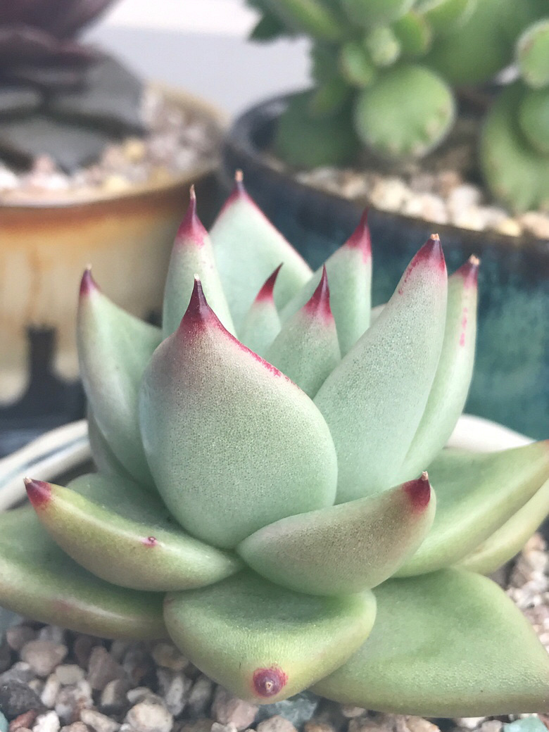 ���ں���ļ�ֵ��ϲ����ı���