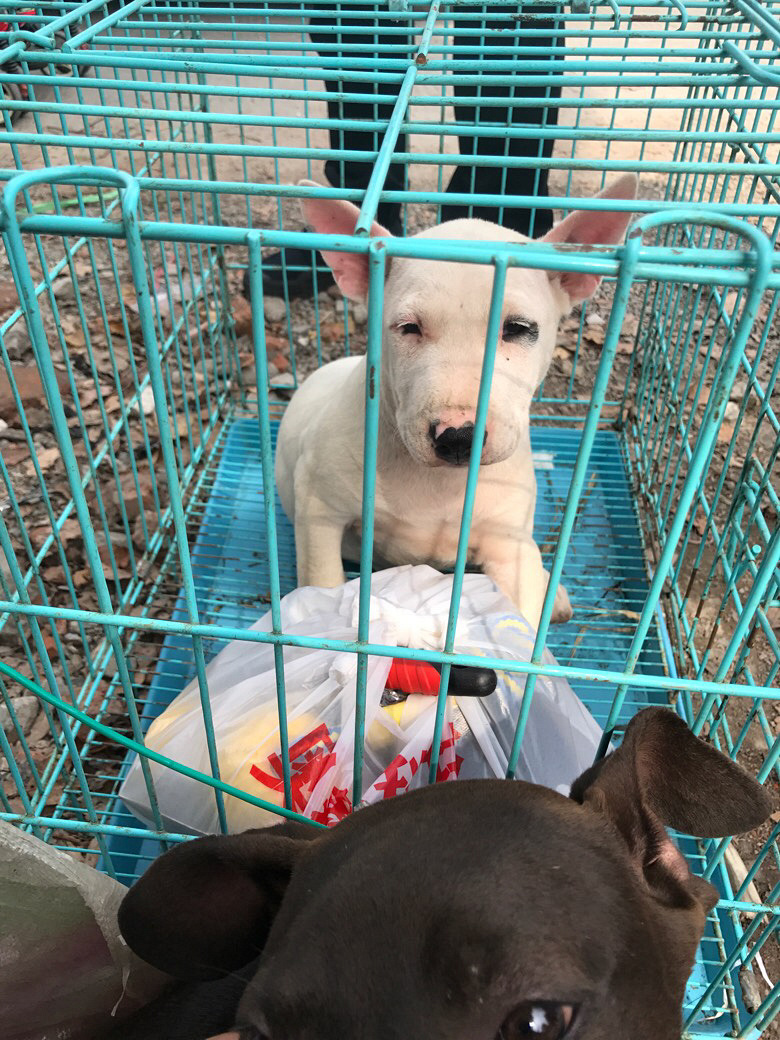 ���չ���