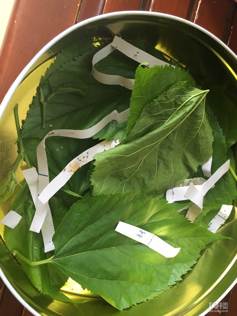 又到了养蚕季节了-讲白搭-台州19楼