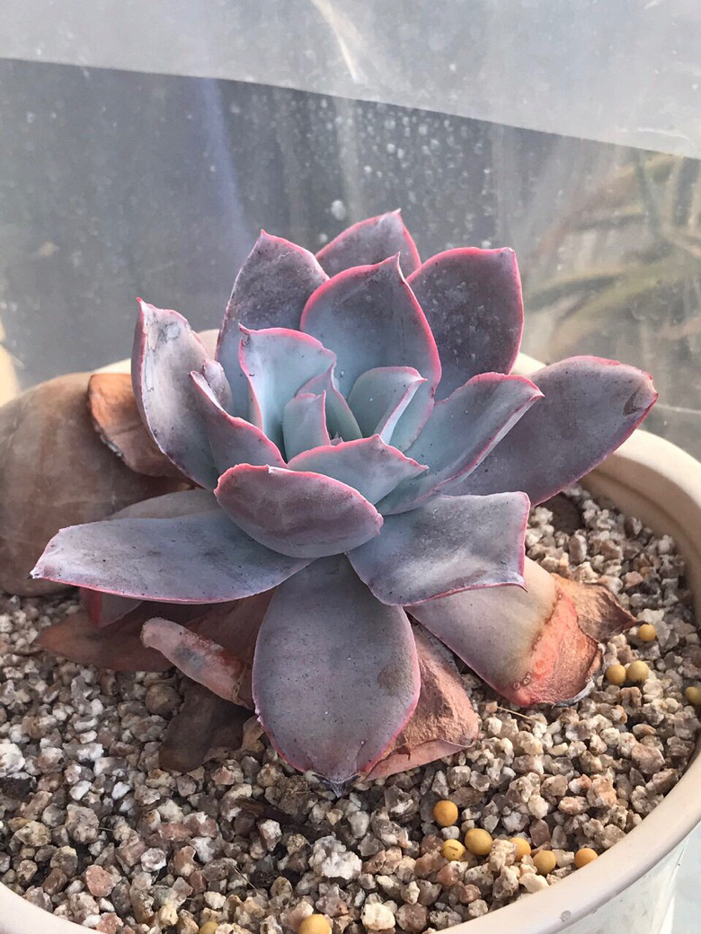 �㺮���ĳɳ����