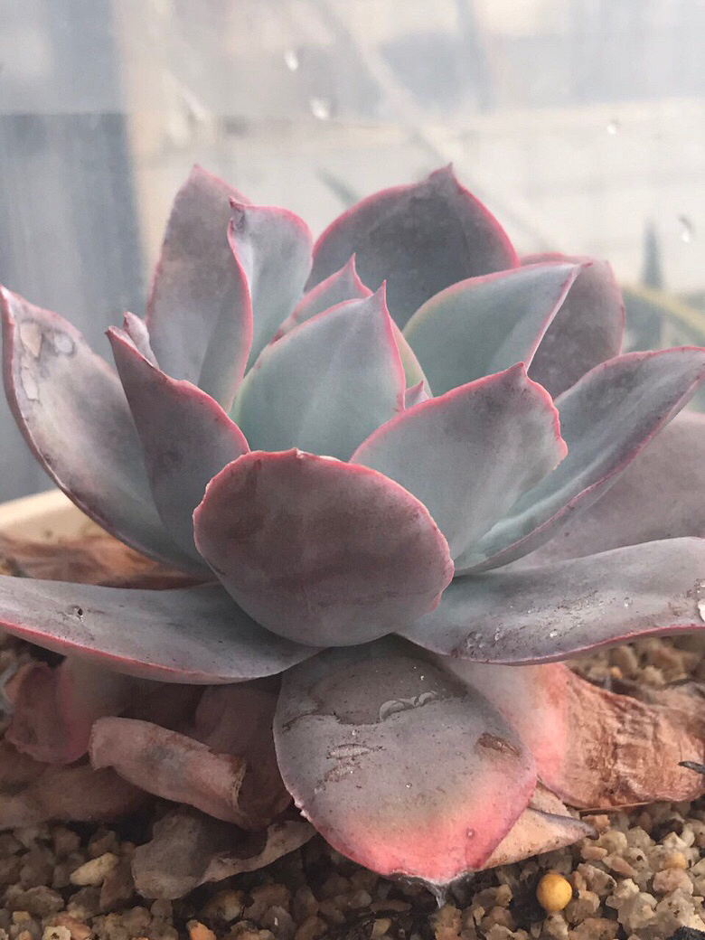 �㺮���ĳɳ����