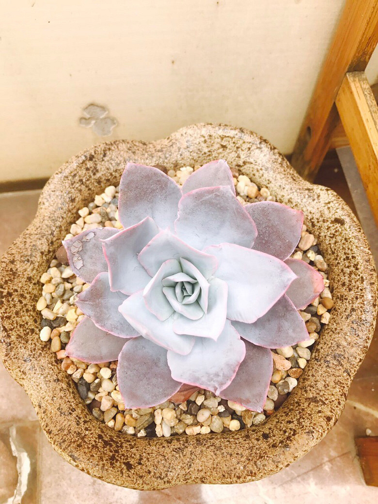 �㺮���ĳɳ����