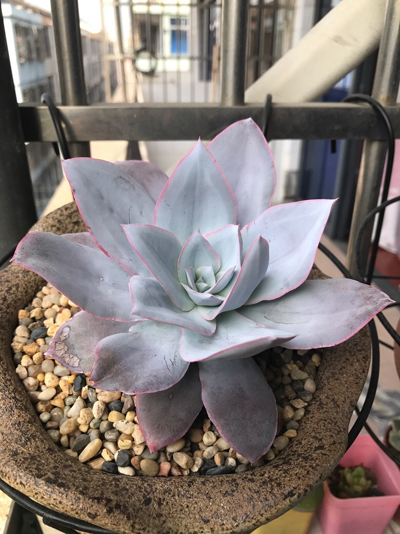 �㺮���ĳɳ����