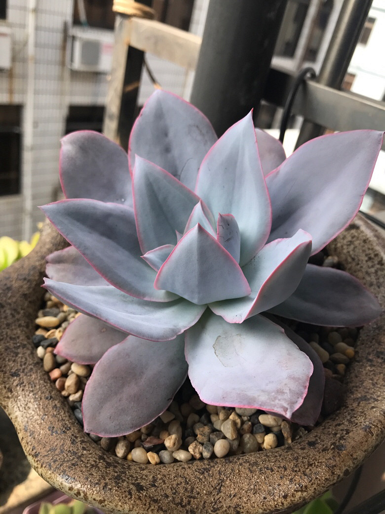 �㺮���ĳɳ����