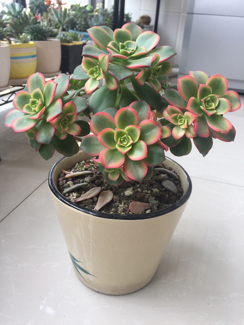 ������޵�