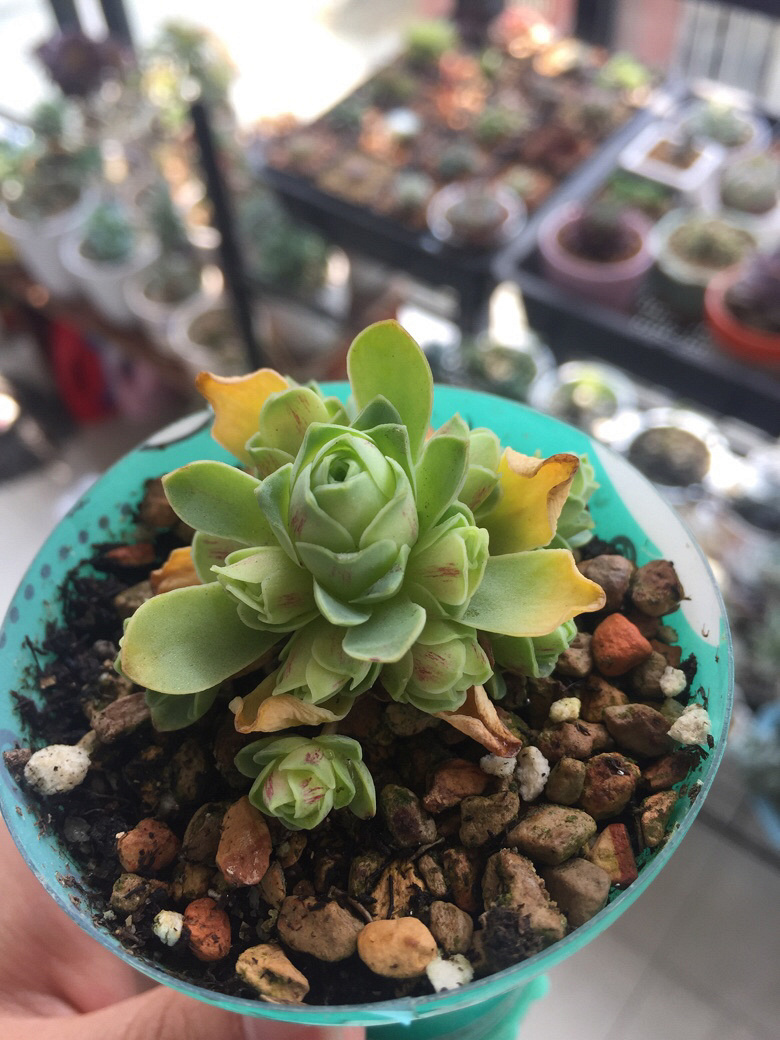 ������޵�