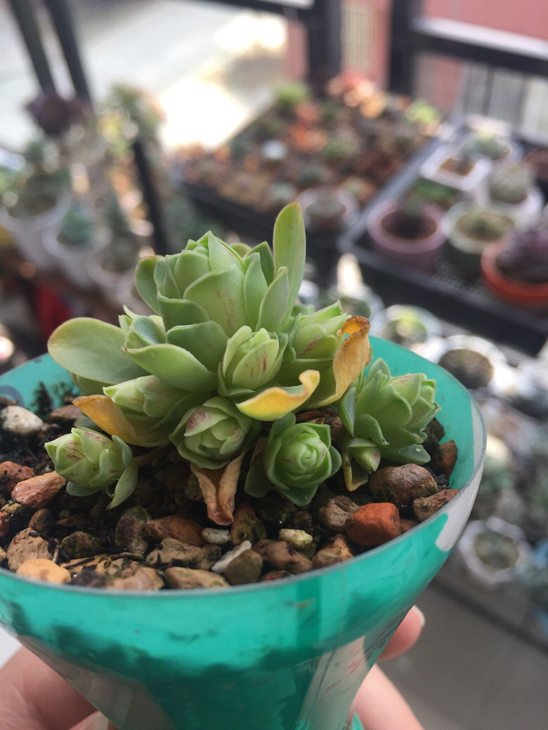 ������޵�