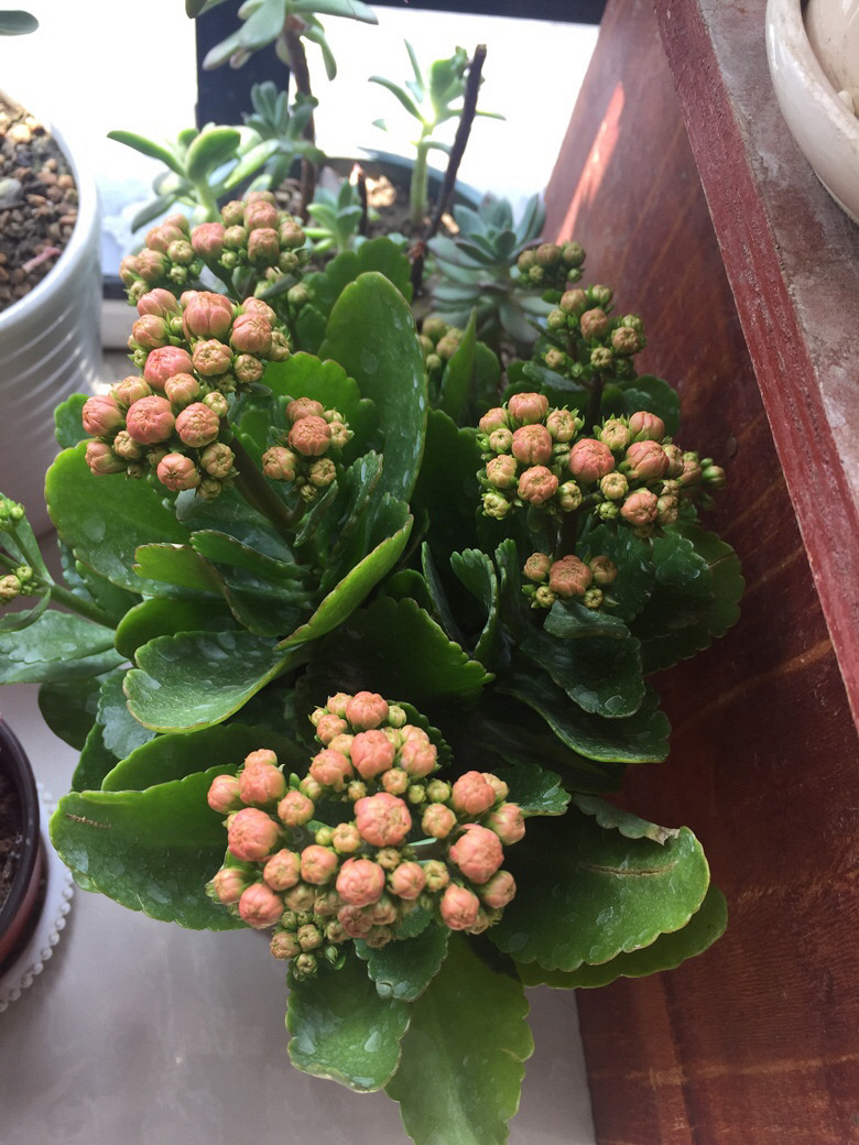 ������޵�