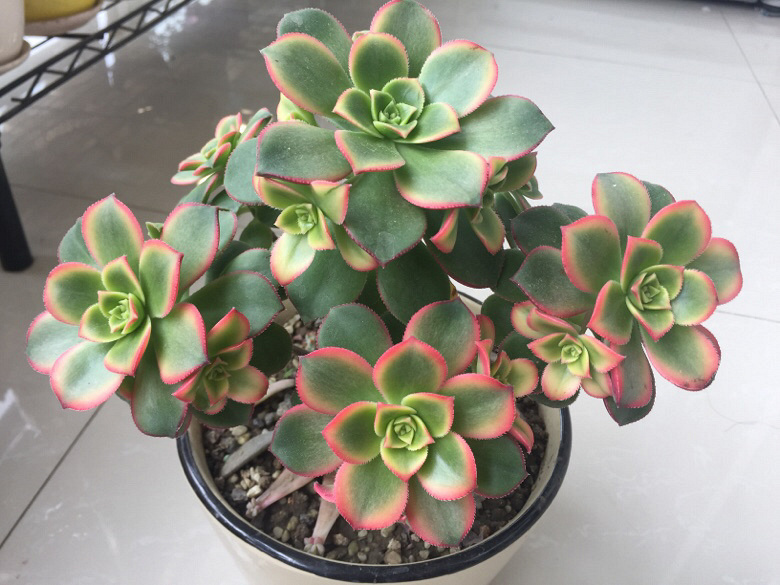 ������޵�