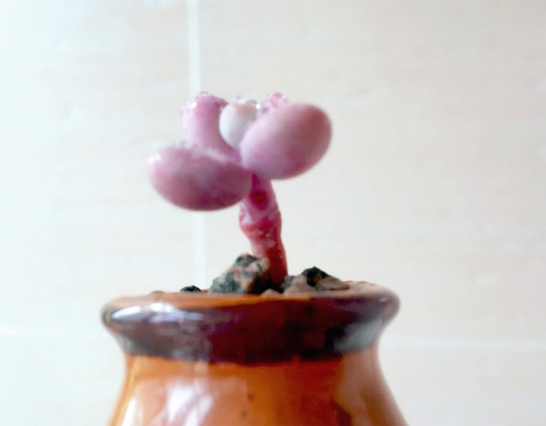 �Ҽҵ�����