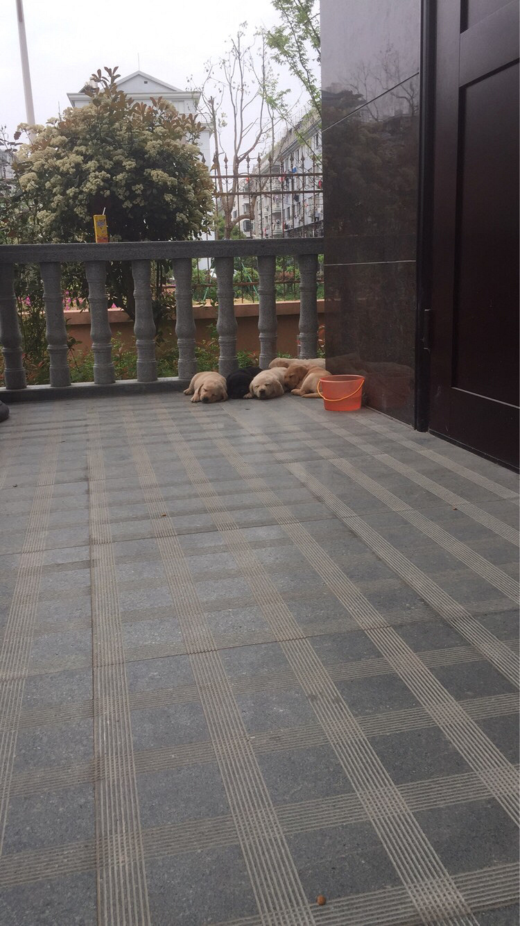 ̨�ݽ�������һ������������Ȯ����Ԥ��