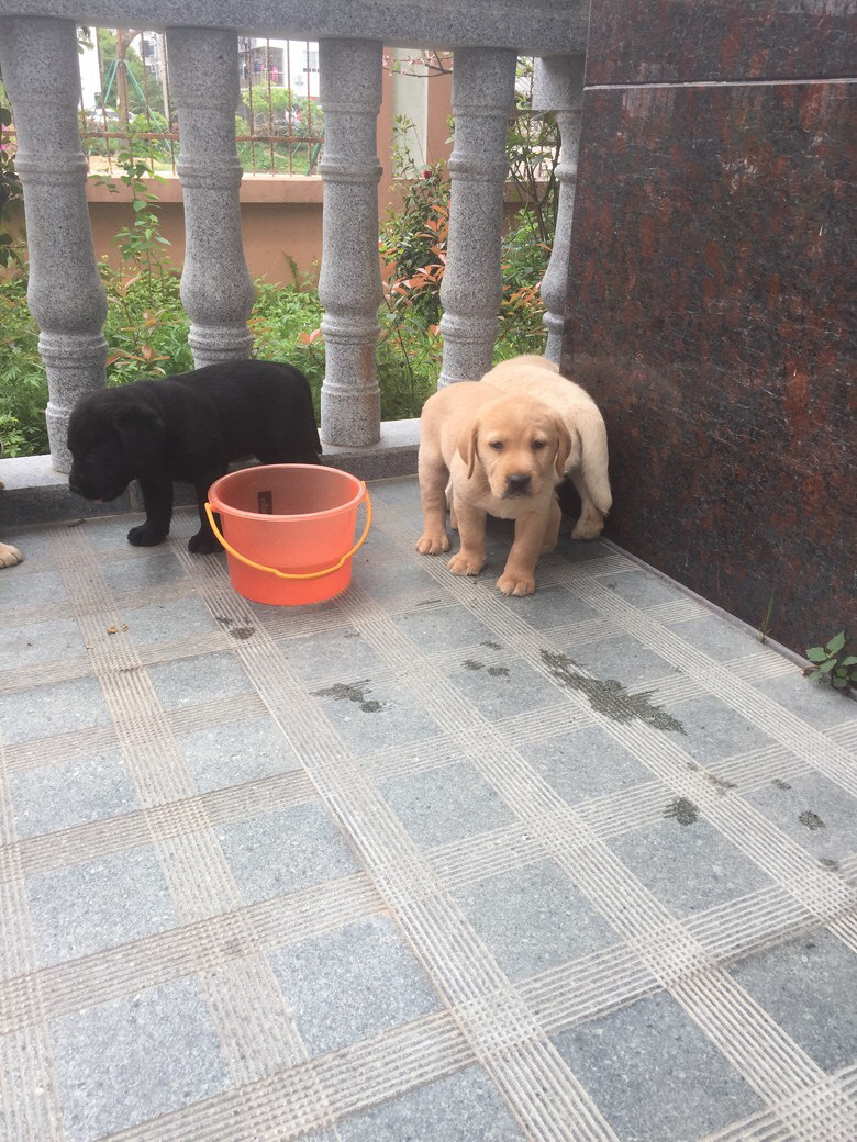 ̨�ݽ�������һ������������Ȯ����Ԥ��