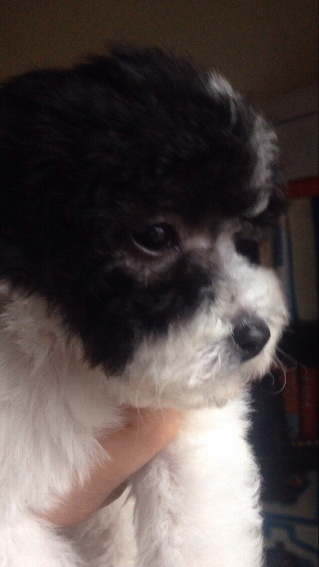 ������Ʒ�Ұ׻��󣬻ҹ����¼�