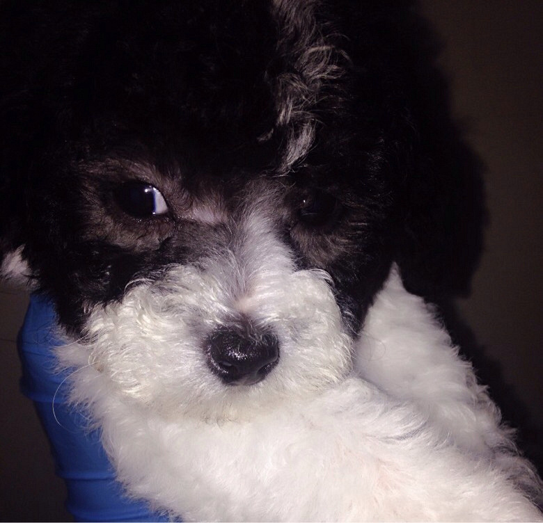 ������Ʒ�Ұ׻��󣬻ҹ����¼�