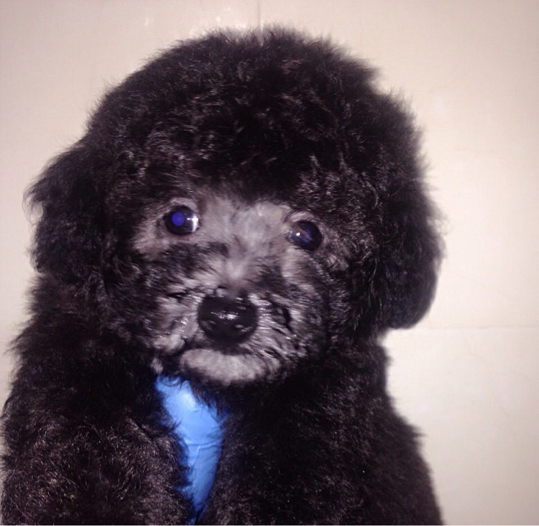 ������Ʒ�Ұ׻��󣬻ҹ����¼�