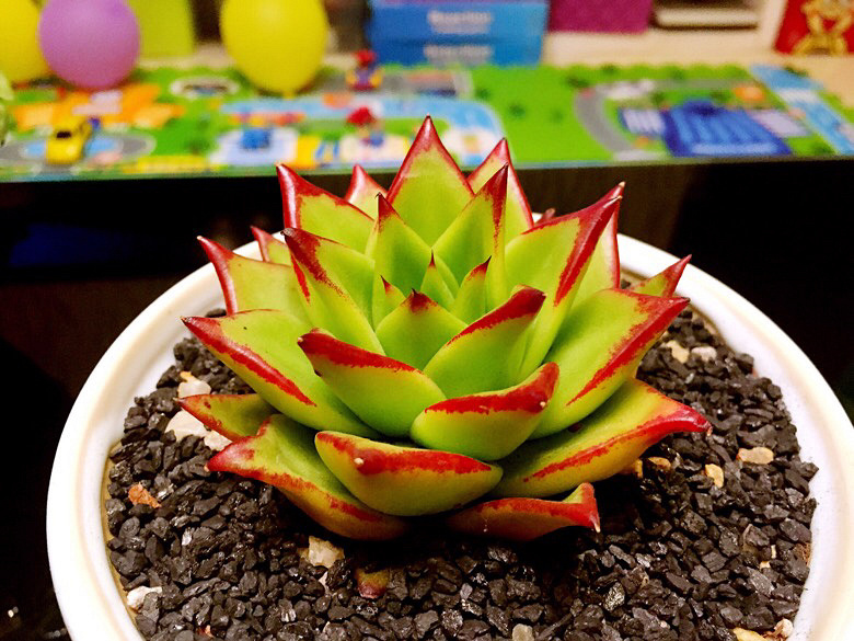 �°ܵ��⣨�����ޣ��ں죩