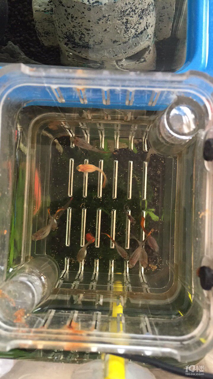 小孔雀鱼慢慢长大-讲白搭-台州19楼