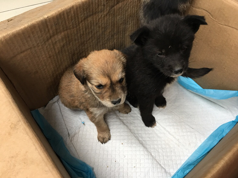 ����С�����а�����ʿ�������