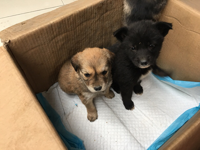 ����С�����а�����ʿ�������