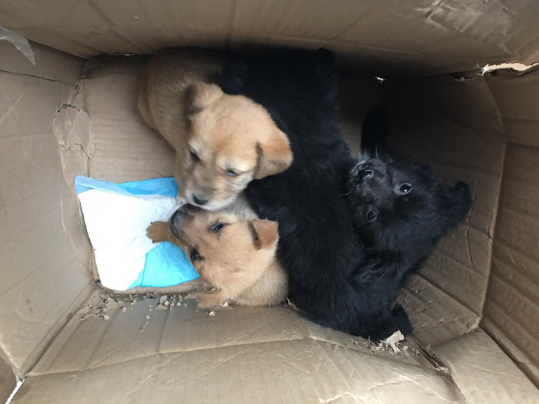 ����С�����а�����ʿ�������