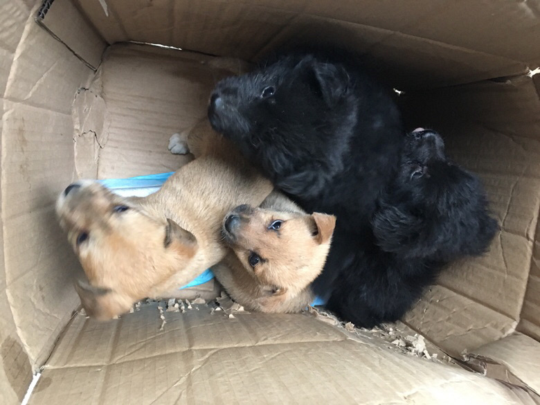 ����С�����а�����ʿ�������