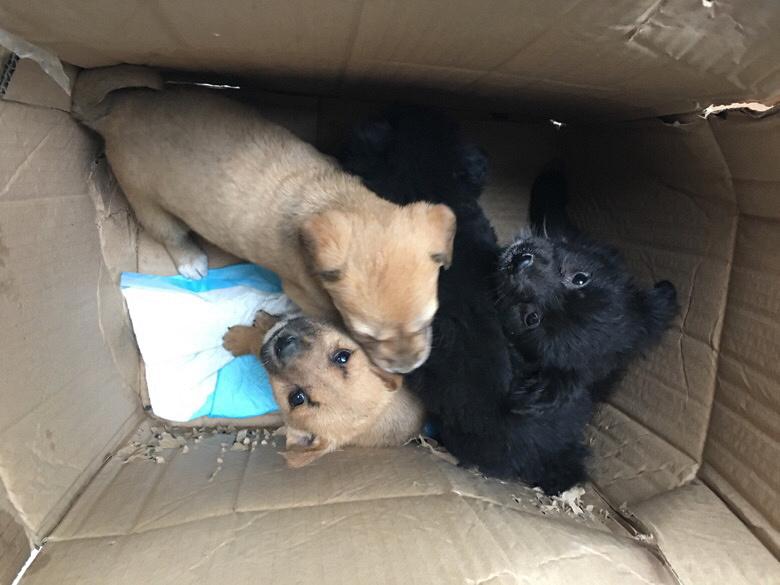 ����С�����а�����ʿ�������