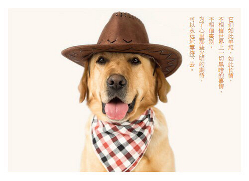 ����������Ȯ����Ԥ��