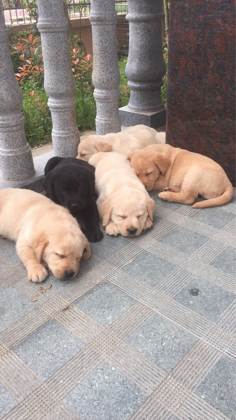 ����������Ȯ����Ԥ��