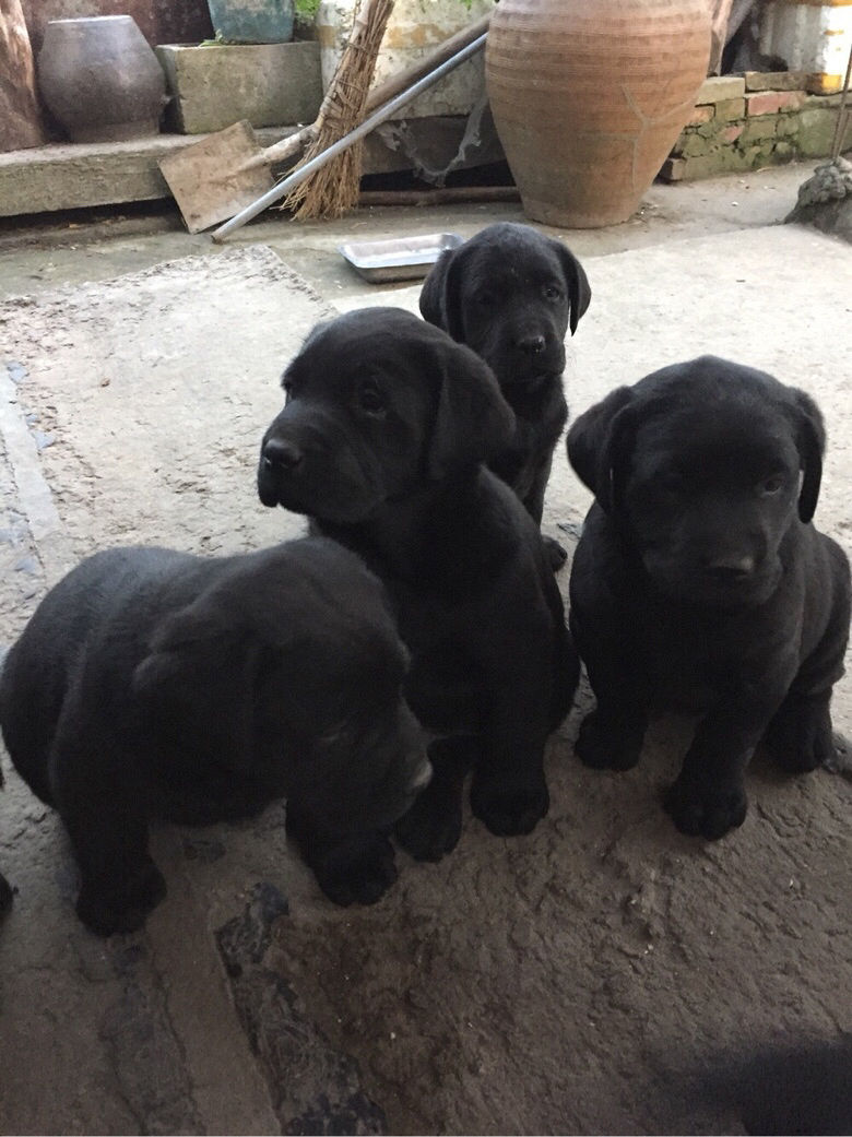 ��������������Ȯ����