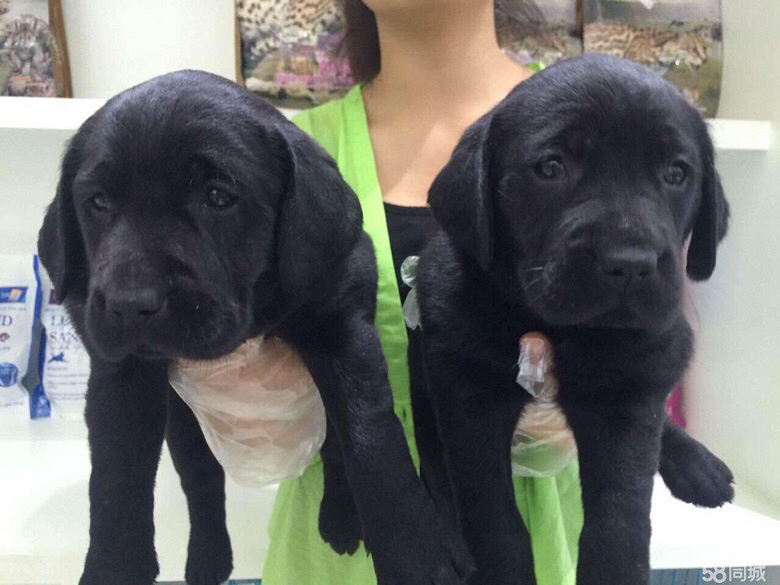 ��������������Ȯ����