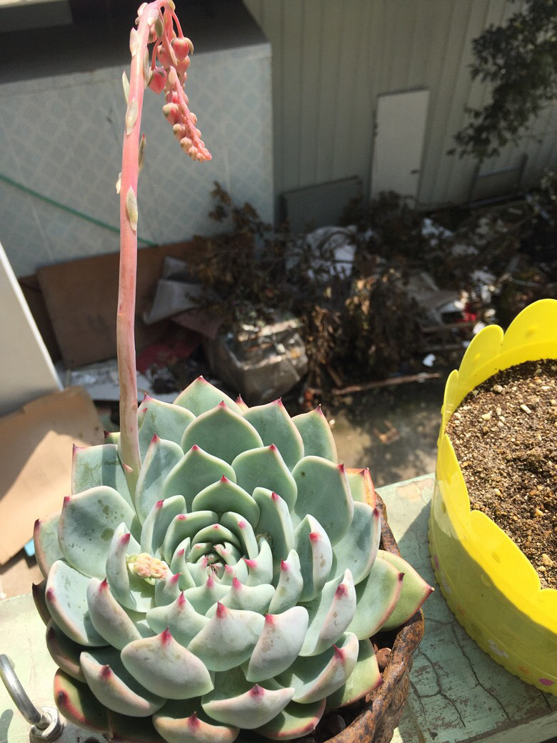 �ҼҵĶ���ö����ˡ������е������