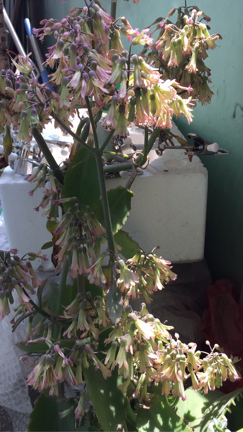 �ҼҵĶ���ö����ˡ������е������