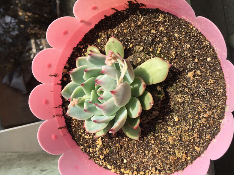 �ҼҵĶ���ö����ˡ������е������