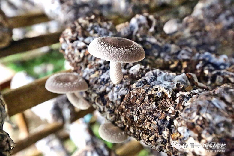 黃岩上垟有個花菇種植基地整整30多畝的香菇好壯觀啊