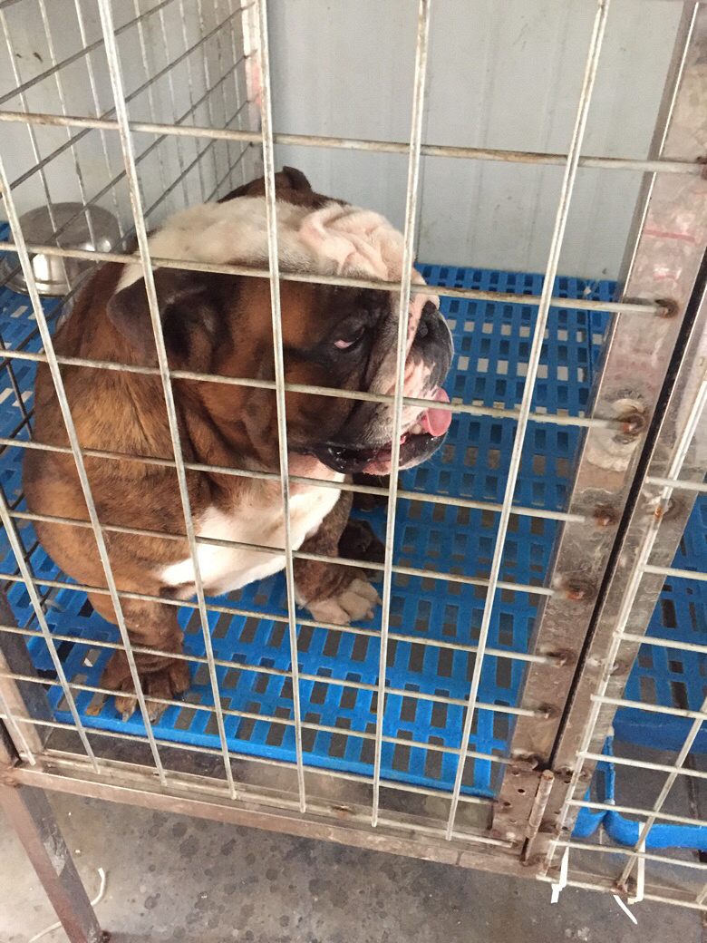 ˫Ѫͳ��Ƥ�ֹ���֤����ۣ�