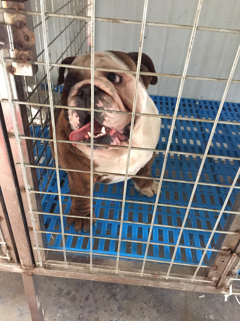 ˫Ѫͳ��Ƥ�ֹ���֤����ۣ�