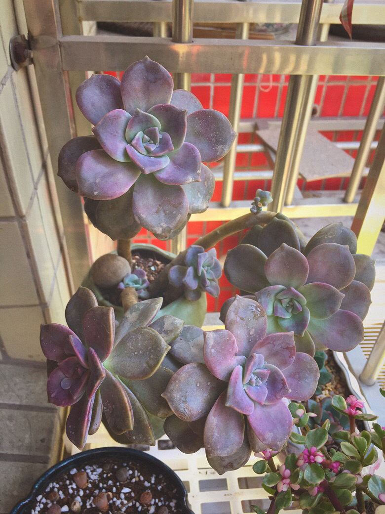 ��������������״̬